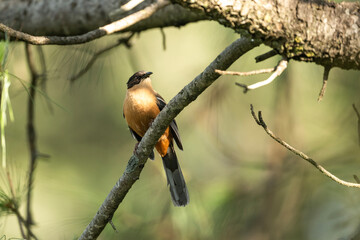 The rufous sibia 