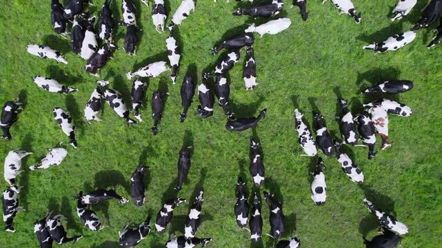 Herd of white cows with black spots grazes on a lush green meadow. Agricultural pasture for grazing cattle. View from above. High quality 4k footage