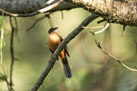 The rufous sibia 