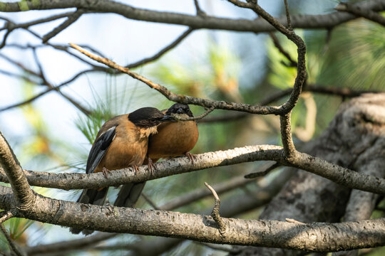 The rufous sibia 