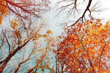 Fall tree tops - orange fall tree tops against blue sky. Fall trees branches on the background of blue sky in sunny fall weather