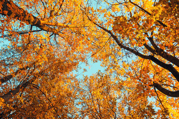 Autumn trees - orange autumn trees tops against blue sky. Autumn natural view of forest autumn trees