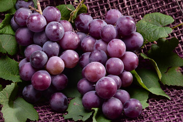 採れたての新鮮なぶどう巨峰