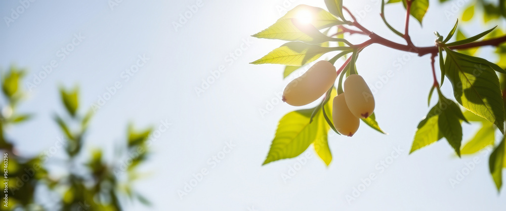 Sticker Sunlit Branch with Yellow Fruit