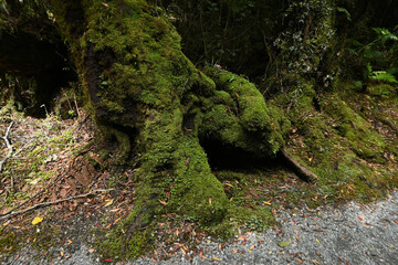 The overgrown moss on the old stump in temperate rain forest at Franz Joseph Glacier trekking path,...