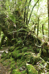 The overgrown moss and lichen on the temperate rain forest ancient tree at Fox Glacier trekking path, South Island, New Zealand.