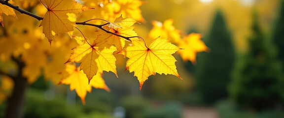 Obraz premium Golden Autumn Leaves