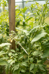 Beds with bushes of green tomatoes in the open ground tied to a wooden peg. Greenhouse with tomato bushes. Green seedlings. Agriculture and horticulture. High quality 