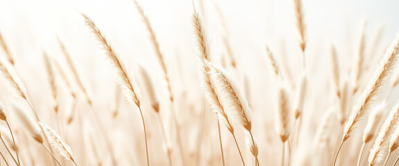 Fototapeta premium Delicate Beige Pampas Grass Against a Soft White Background