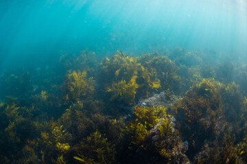 Beautiful golden kelp forest underwater in the ocean.