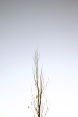 Ramas Arbol minimalista 