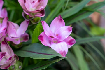 Close-up view of pink and purple Curcuma flowers isolated by greenery.