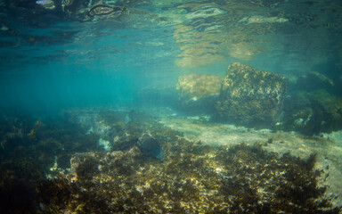 A blue grouper swimming at the ocean floor.