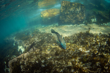 Naklejka premium A blue grouper swimming at the ocean floor.