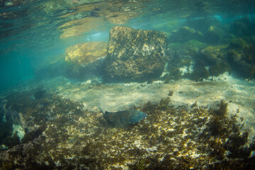 A blue grouper swimming at the ocean floor.