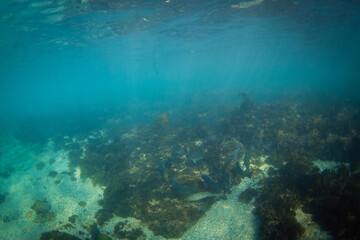 Group of fish swimming near the ocean floor.