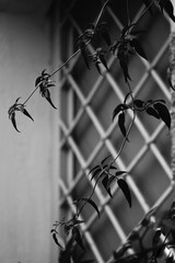 barbed wire on a fence
