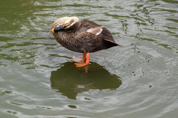Fotos da vida selvagens do lago Sanaruko de Hamamatsu Shi, Japan