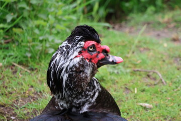 rooster in the grass