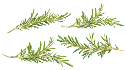 Fototapeta premium rosemary (PNG)
