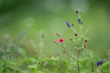 flowers in the field