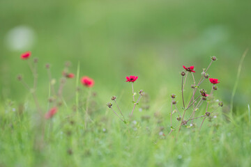 red poppy flowers in field