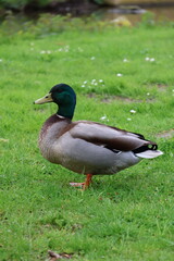 duck in the grass