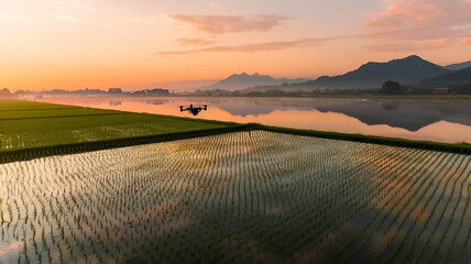 Drone&rsquo;s Eye View Capturing the Serene Beauty of Lush Green Rice Fields at Sunrise