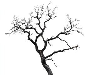 Isolated Bare Tree Branch with Dark Silhouette on White Background - Minimalistic Nature Element Perfect for Artistic, Abstract, and Natural Themes