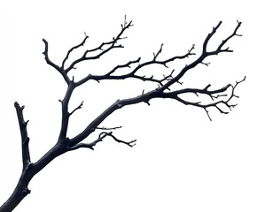 Fototapeta premium Isolated Bare Tree Branch with Dark Silhouette on White Background - Minimalistic Nature Element Perfect for Artistic, Abstract, and Natural Themes