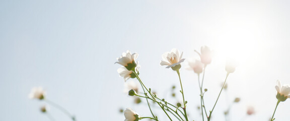 White Flowers Against a Blue Sky