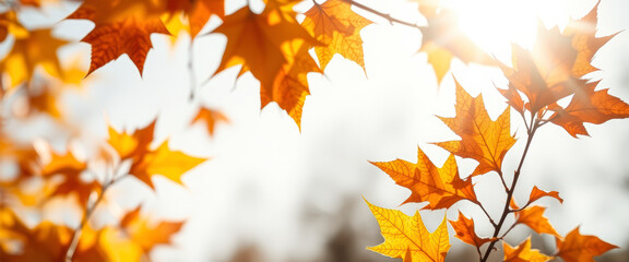 Fototapeta premium Sunlit Autumn Leaves