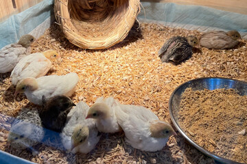 The little chickens in the smart farming. The animals farming business with feeding automation supply picture with yellow light