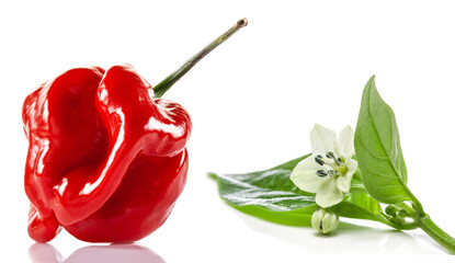 Fototapeta premium Red Savina habanero pepper and flower on white background