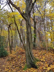 Obraz premium golden autumn in the woods