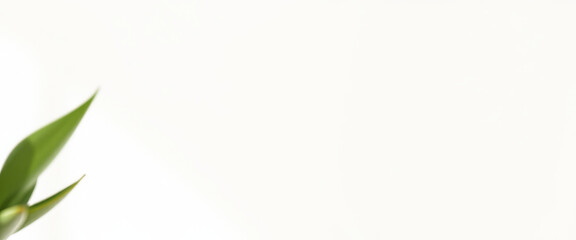 Fototapeta premium Green leaf on white background