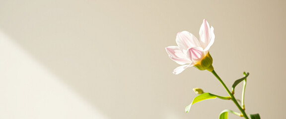 Naklejka premium Delicate Pink Flower with Soft Light