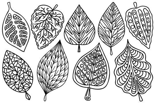 Stylized decorative line art tree leaves set. Collection of zentangle patterned autumn hand drawn contour leaves, abstract decorative design elements.