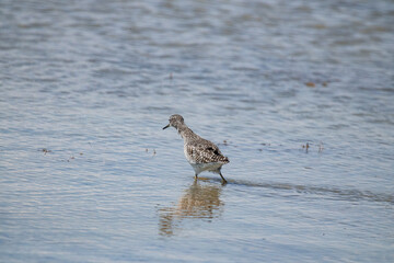 bird, seagull, nature, water, sea, animal, gull, wildlife, beach, ocean, birds, sandpiper,...