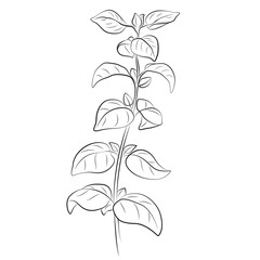 Oregano plant one line drawing. Kitchen herbs art. Plant outline drawing on a white background.