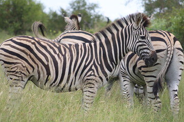 zebra eating grass