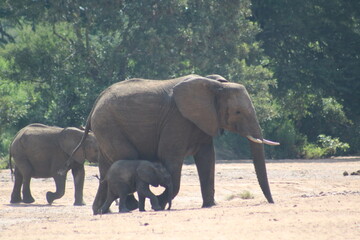 Fototapeta premium elephants in the wild