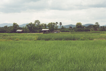 cottage in green rice field Thailand