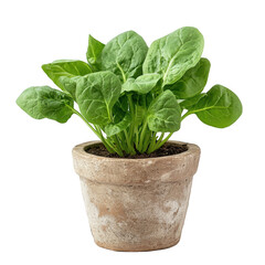 A healthy spinach plant growing in a rustic pot, symbolizing freshness and gardening.