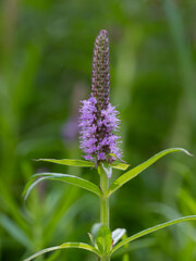 湿地に咲くミズトラノオ
