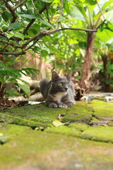 A grey and white cat with striking eyes peeks out curiously from behind a moss-covered tree, vibrant green foliage framing the scene.