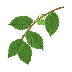 vector drawing branch of white elm tree with green leaves and seeds, Ulmus americana isolated at white background, hand drawn illustration