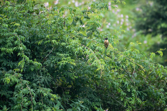 Rufous sibia (Heterophasia capistrata) Beautiful Bird on Perch 