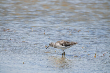 bird, seagull, nature, water, sea, animal, gull, wildlife, beach, ocean, birds, sandpiper, shorebird, shore, wild, beak, sand, lake, feather, wader, plover, white, coast, tringa,  Wood Sandpiper,