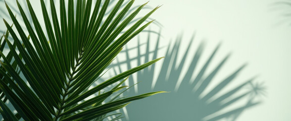 Obraz premium Palm Leaf Shadow on White Wall